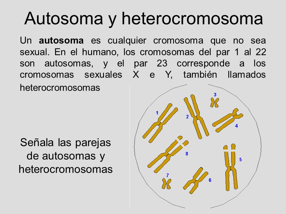 autosomas